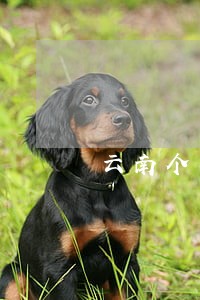 云南个人经济纠纷律师咨询 云南个人经济纠纷律师咨询