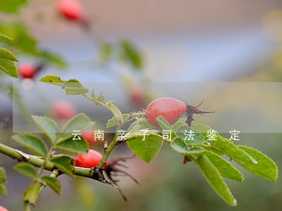 云南亲子司法鉴定 云南亲子司法鉴定
