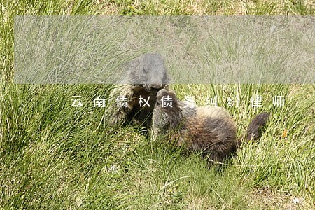 云南债权债务纠纷律师 云南债权债务纠纷律师