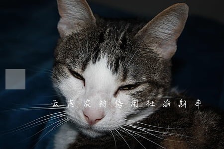 云南农村信用社逾期率 云南农村信用社逾期率