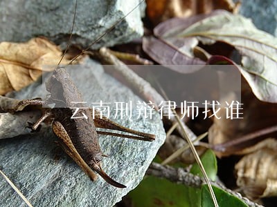 云南刑辩律师找谁 云南刑辩律师找谁
