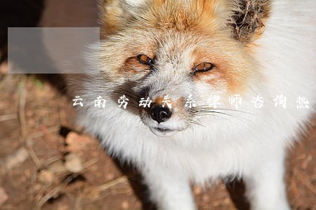云南劳动关系律师咨询热线 云南劳动关系律师咨询热线