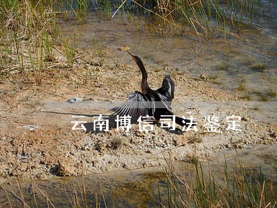 云南博信司法鉴定