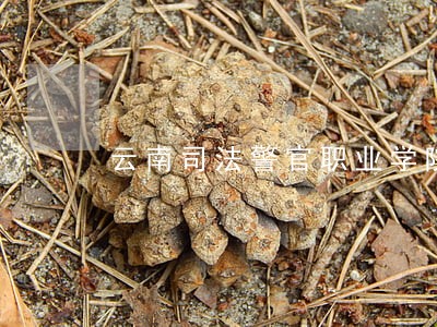 云南司法警官职业学院是公办吗