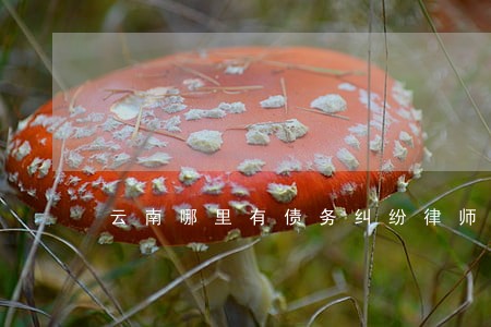 云南哪里有债务纠纷律师案例 云南哪里有债务纠纷律师案例