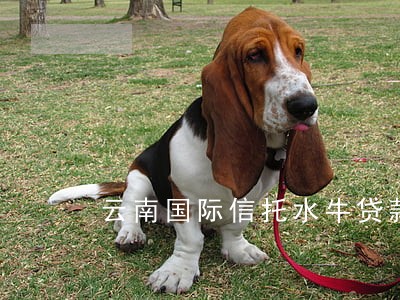 云南国际信托水牛贷款逾期 云南国际信托水牛贷款逾期