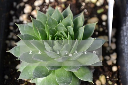 云南平台贷款逾期 云南平台贷款逾期