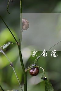云南德宏刑事案件律师费用标准