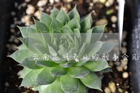 云南昆明专业的刑事会见律师 云南昆明专业的刑事会见律师