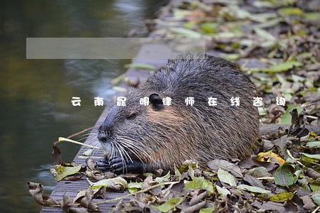 云南昆明律师在线咨询 云南昆明律师在线咨询