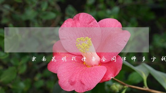云南昆明找债务合同律师多少钱 云南昆明找债务合同律师多少钱