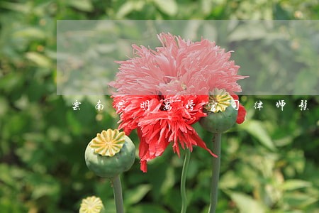 云南昆明离婚官司律师预约电话 云南昆明离婚官司律师预约电话