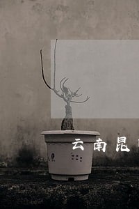 云南昆明谢建云律师简介 云南昆明谢建云律师简介