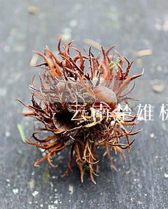云南楚雄杨佳鑫律师网 云南楚雄杨佳鑫律师网