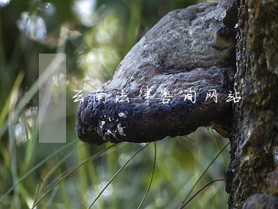 云南法律咨询网站 云南法律咨询网站
