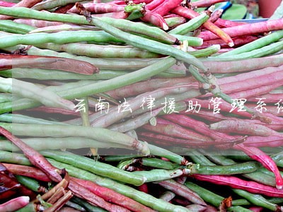 云南法律援助管理系统 云南法律援助管理系统