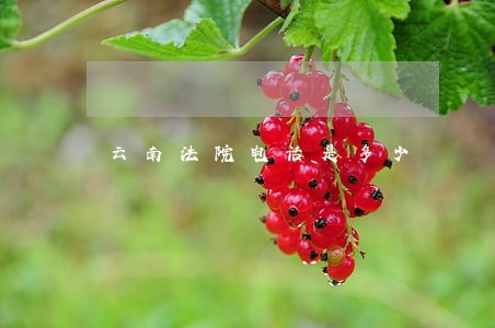 云南法院电话是多少