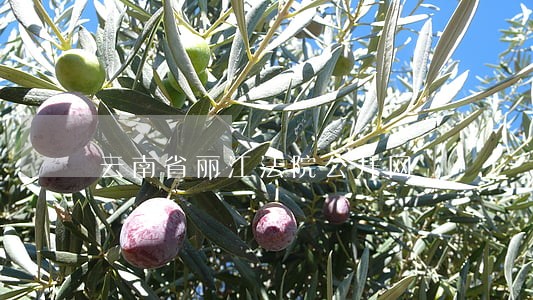 云南省丽江法院公开网