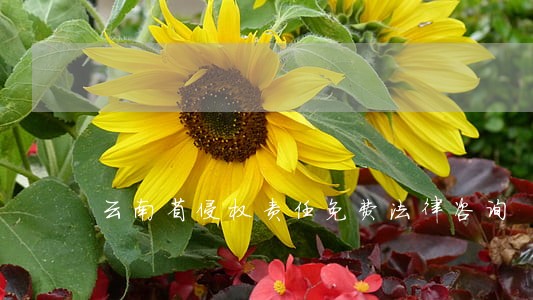 云南省侵权责任免费法律咨询 云南省侵权责任免费法律咨询