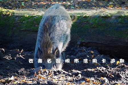 云南省昆明市信用卡逾期 云南省昆明市信用卡逾期