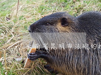 云南省昆明市法院的执行电话号码