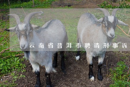 云南省普洱市聘请刑事诉讼律师 云南省普洱市聘请刑事诉讼律师