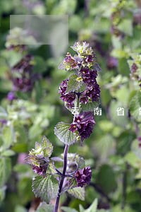 云南省蒙自市法院老赖名单
