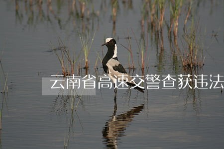 云南省高速交警查获违法40余起 云南省高速交警查获违法40余起