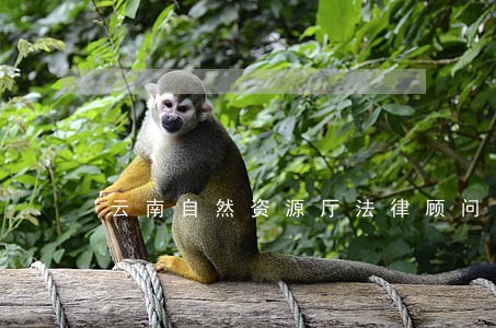 云南自然资源厅法律顾问单位 云南自然资源厅法律顾问单位