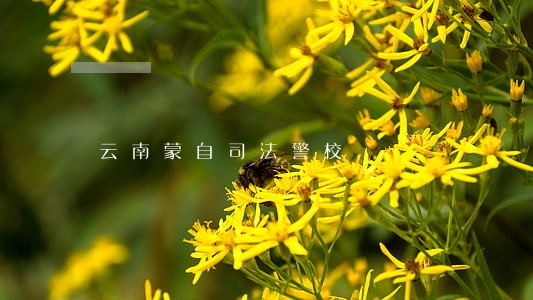 云南蒙自司法警校 云南蒙自司法警校