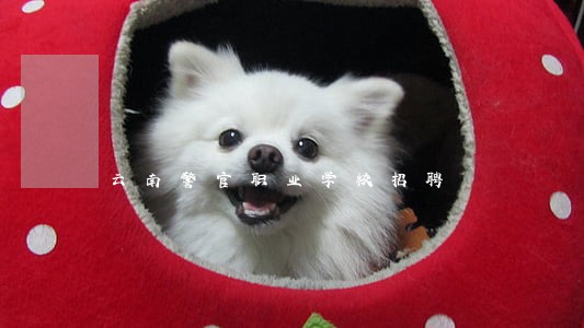 云南警官职业学校招聘 云南警官职业学校招聘