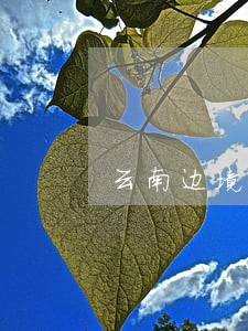 云南边境委托刑事案律师聘请 云南边境委托刑事案律师聘请