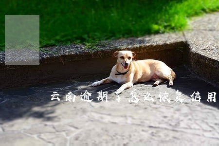 云南逾期了怎么恢复信用 云南逾期了怎么恢复信用