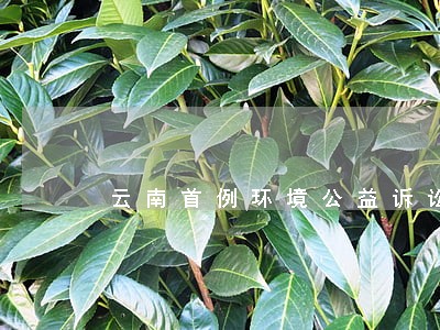 云南首例环境公益诉讼案追踪 云南首例环境公益诉讼案追踪