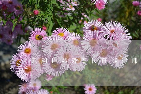 云和县涉外专长在线律师 云和县涉外专长在线律师