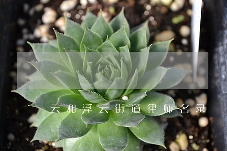 云和浮云街道律师名录 云和浮云街道律师名录