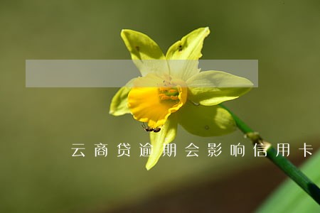 云商贷逾期会影响信用卡吗