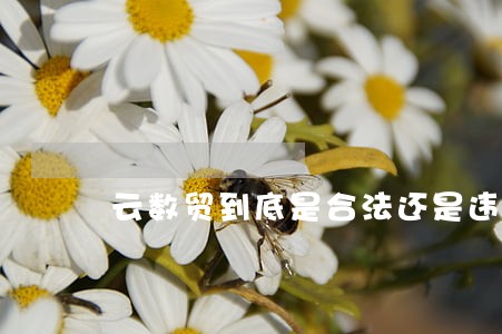 云数贸到底是合法还是违法