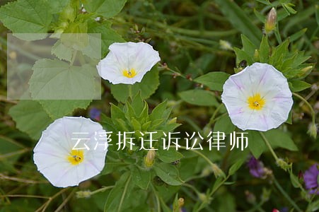 云浮拆迁诉讼律师 云浮拆迁诉讼律师