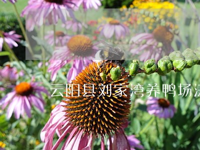云阳县刘家湾养鸭场法律风险查询 云阳县刘家湾养鸭场法律风险查询