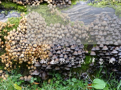 云阳县税务法律咨询热线 云阳县税务法律咨询热线