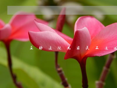 互助法院为农民工追回拖欠工资