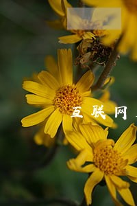 互联网大企业互不挖人违法
