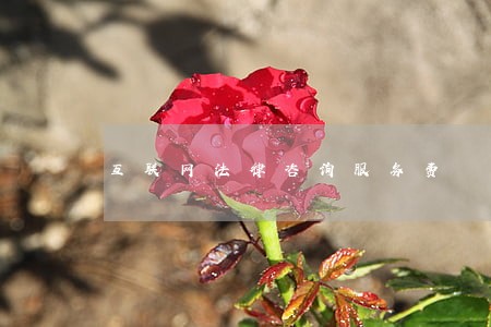 互联网法律咨询服务费 互联网法律咨询服务费
