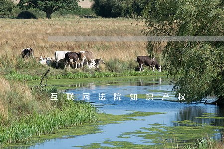 互联网法院知识产权 互联网法院知识产权