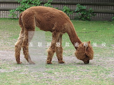 互联网贷款逾期催收 互联网贷款逾期催收