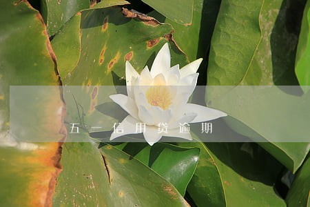 五一信用贷逾期 五一信用贷逾期