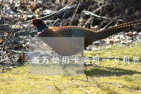 五万信用卡逾期一天利息 五万信用卡逾期一天利息