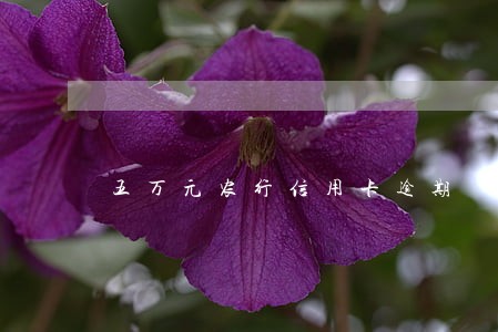 五万元农行信用卡逾期 五万元农行信用卡逾期