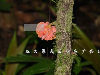 五丈原美艺印务广告公司法人 五丈原美艺印务广告公司法人